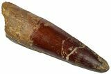 Fossil Spinosaurus Tooth - Real Dinosaur Tooth #305832-1